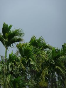 Impending Monsoon Storm