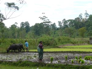 Paddy Fields
